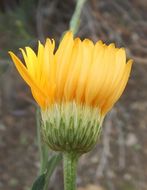 Image of Xanthisma spinulosum var. chihuahuanum (B. L. Turner & R. L. Hartman) D. R. Morgan & R. L. Hartman