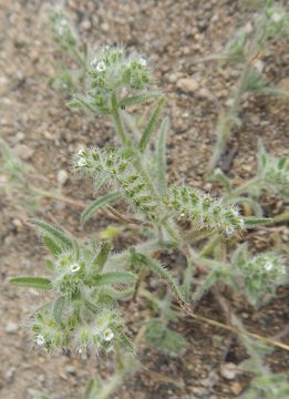 Слика од Cryptantha crassisepala (Torr. & Gray) Greene