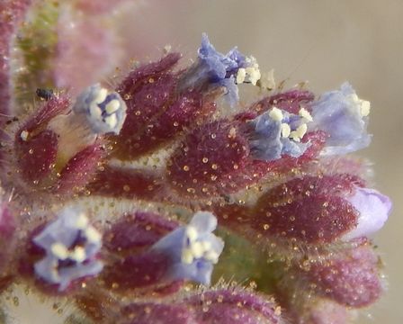 Image of skyblue phacelia