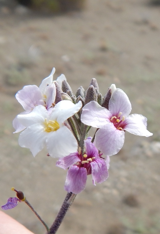 Image of rose bladderpod