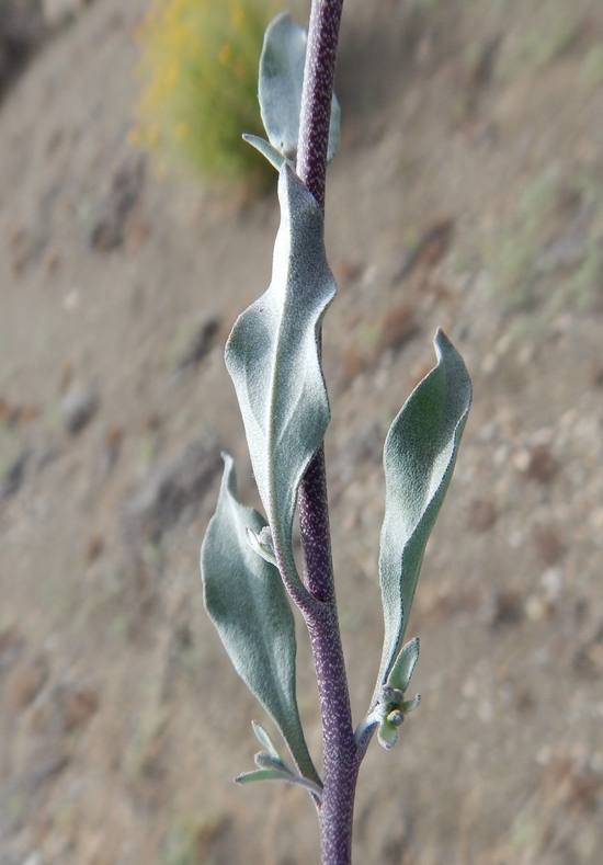 Image of rose bladderpod