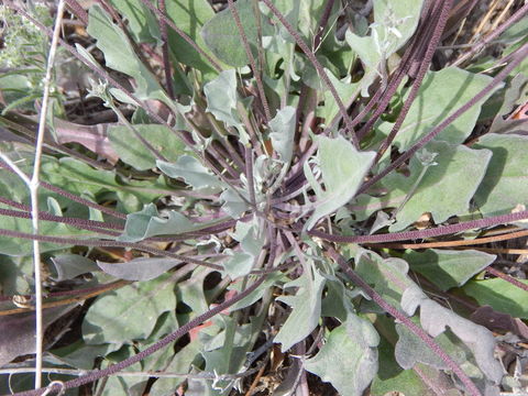 Image of rose bladderpod