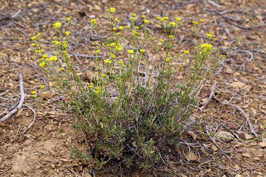 Imagem de Eriogonum umbellatum var. subaridum S. Stokes