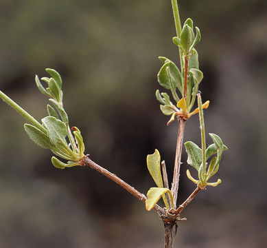 Image of sulphur-flower buckwheat