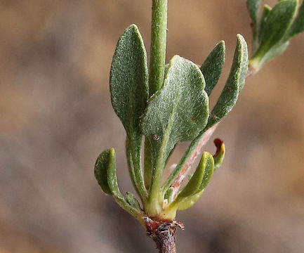 Image of sulphur-flower buckwheat