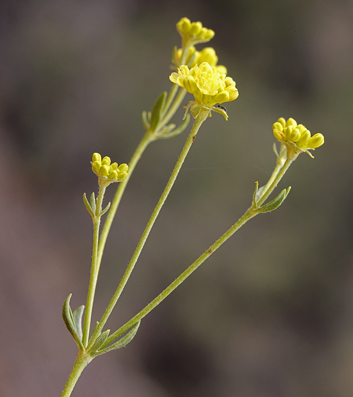 Imagem de Eriogonum umbellatum var. subaridum S. Stokes