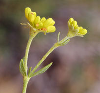 Imagem de Eriogonum umbellatum var. subaridum S. Stokes