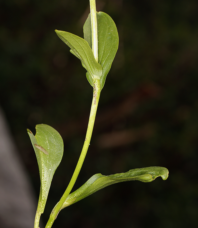 Imagem de Swertia perennis L.