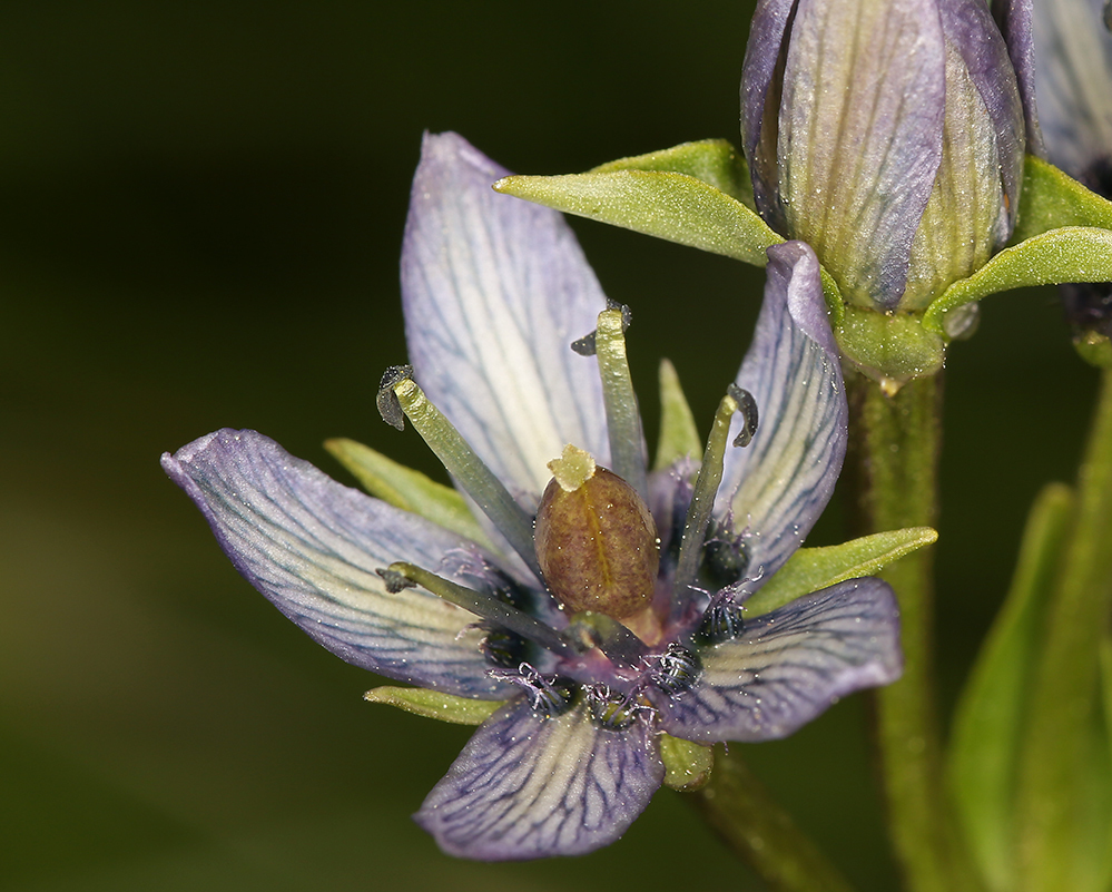 Imagem de Swertia perennis L.