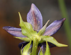 Image of felwort