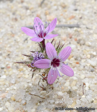 Image of hooked pincushionplant