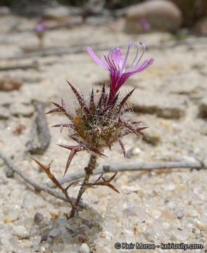 Image of hooked pincushionplant