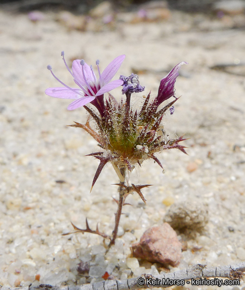 Image of hooked pincushionplant