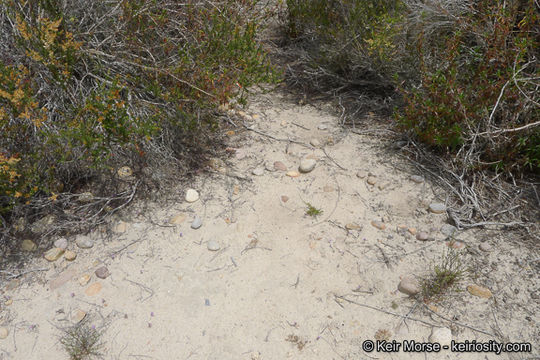 Image of hooked pincushionplant