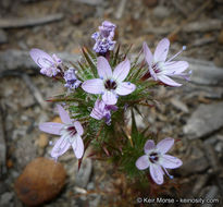 Image of hooked pincushionplant