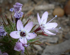 Image of hooked pincushionplant