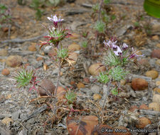 Image of hooked pincushionplant