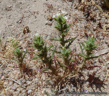 Image of hollyleaf pincushionplant