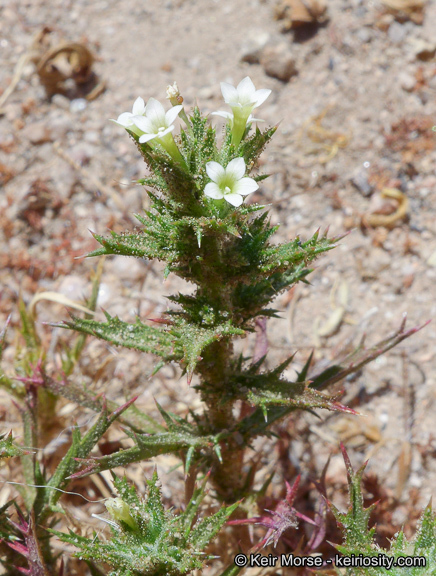 Image of hollyleaf pincushionplant