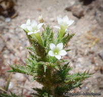 Imagem de Navarretia atractyloides (Benth.) Hook. & Arn.