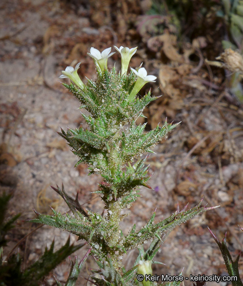 Imagem de Navarretia atractyloides (Benth.) Hook. & Arn.