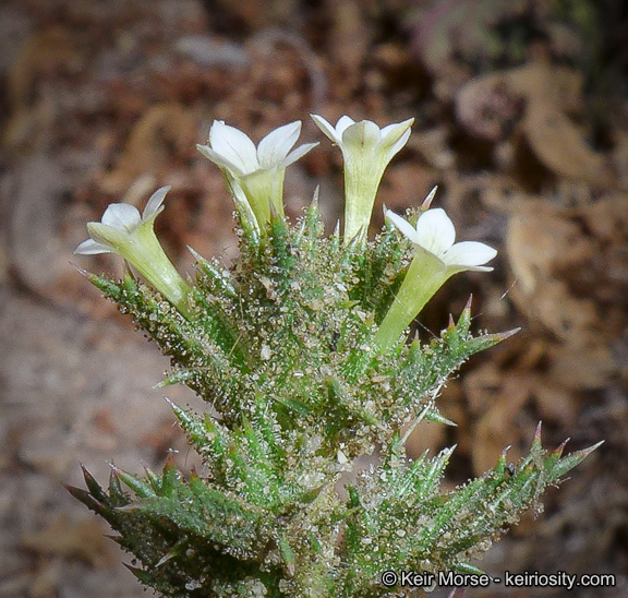 Imagem de Navarretia atractyloides (Benth.) Hook. & Arn.