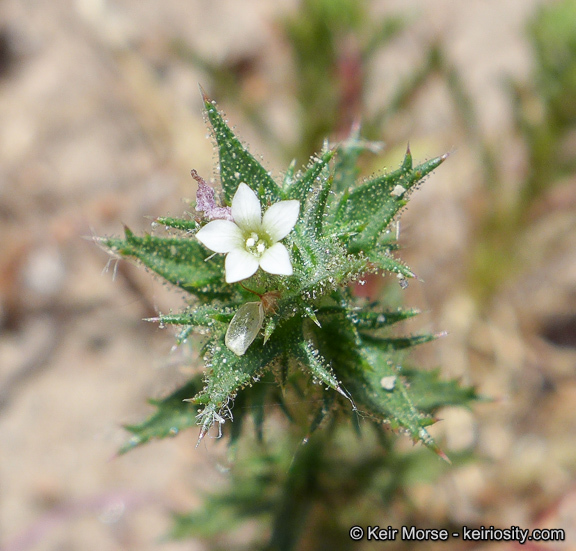 Imagem de Navarretia atractyloides (Benth.) Hook. & Arn.