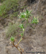 Imagem de Navarretia atractyloides (Benth.) Hook. & Arn.