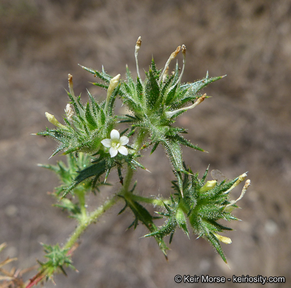 Imagem de Navarretia atractyloides (Benth.) Hook. & Arn.