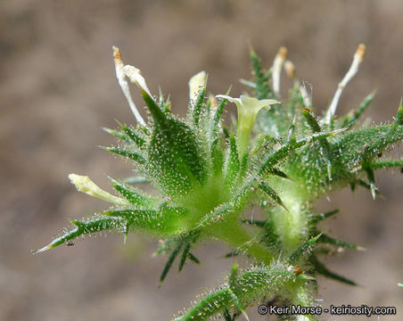 Imagem de Navarretia atractyloides (Benth.) Hook. & Arn.