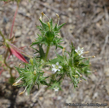 Imagem de Navarretia atractyloides (Benth.) Hook. & Arn.