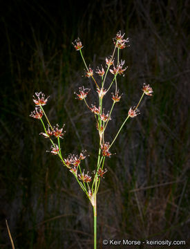 Image of Mariposa Rush