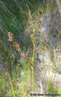 Image of Mariposa Rush