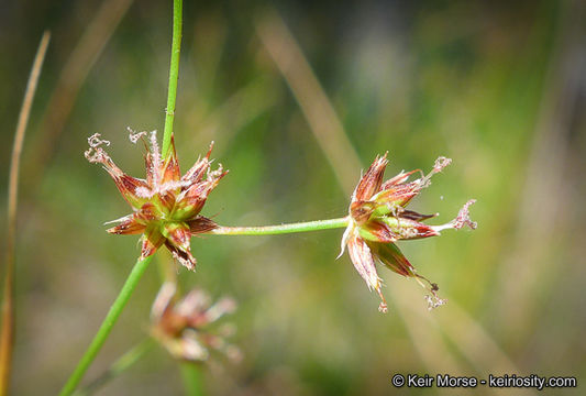 Juncus rugulosus Engelm. resmi