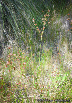 Juncus rugulosus Engelm. resmi