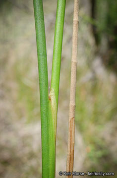 Juncus rugulosus Engelm. resmi