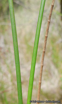 Juncus rugulosus Engelm. resmi