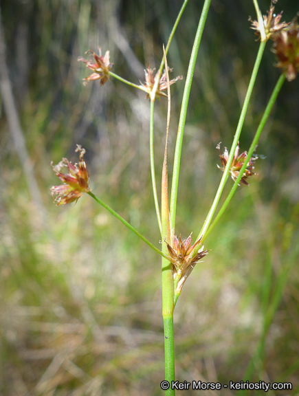 Image of Mariposa Rush