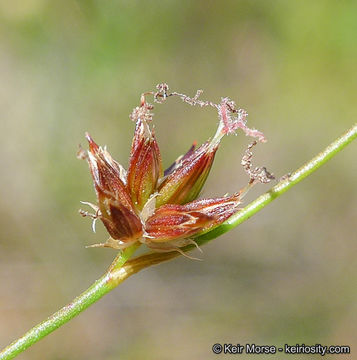 Juncus rugulosus Engelm. resmi