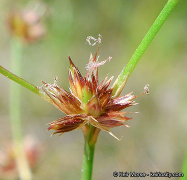 Image of Mariposa Rush