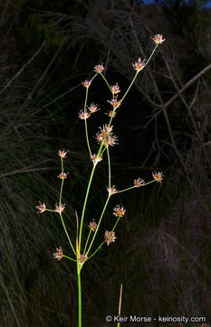 Juncus rugulosus Engelm. resmi