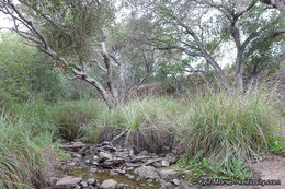 Image of San Diego Sedge