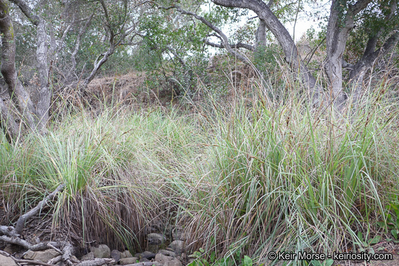 Image of San Diego Sedge