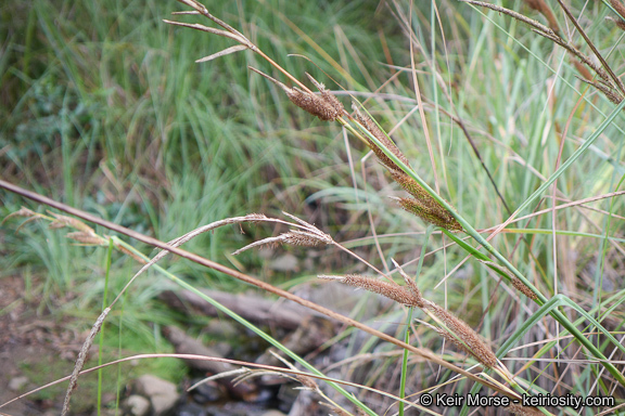 Image of San Diego Sedge