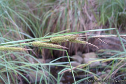 Image of San Diego Sedge