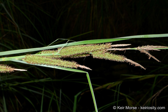 Image of San Diego Sedge