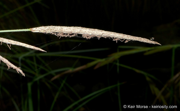 Image of San Diego Sedge