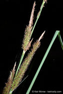 Image of San Diego Sedge