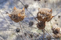 Image of Willowy Mountainbalm