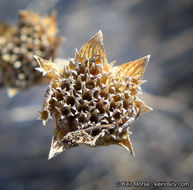 Image of Willowy Mountainbalm